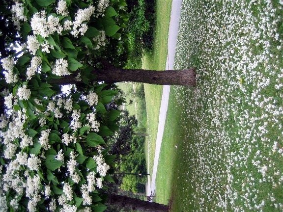 white-flowers-falling-from-tree